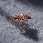 Bed Bug Awareness Week